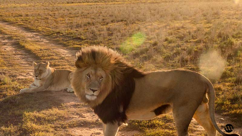 Safari en Afrique du sud