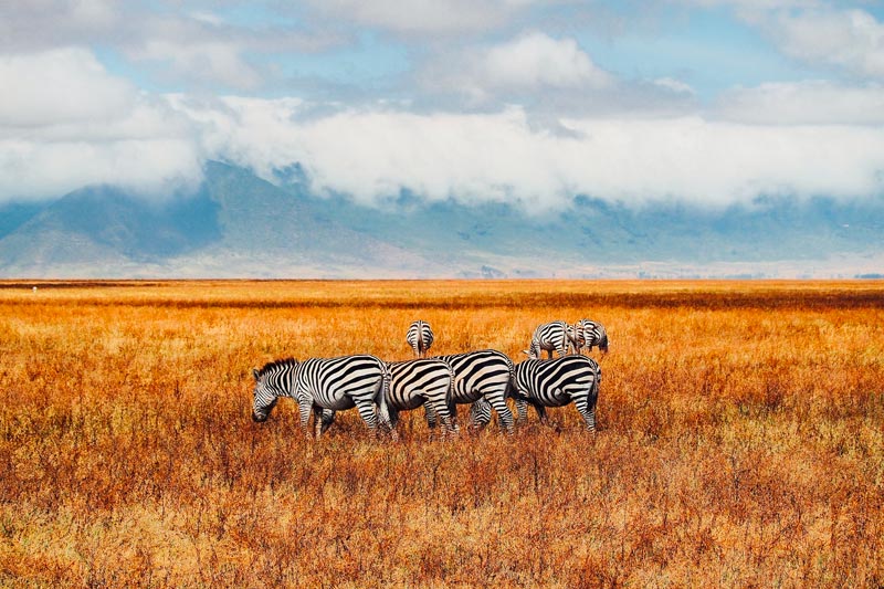 La Tanzanie : Un Safari de Rêve