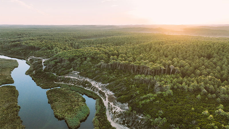 Forêt des landes
