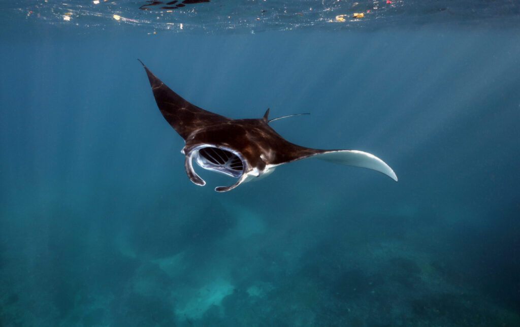 Manta View Point