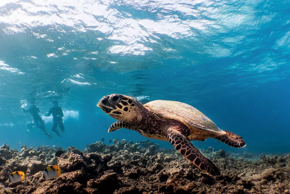Tortue dans L'Atoll de Noonu